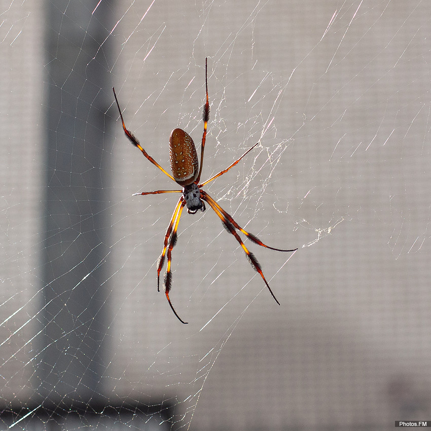Golden Silk Spider (Nephila clavipes)